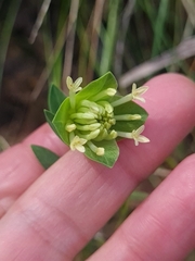 Pimelea linifolia