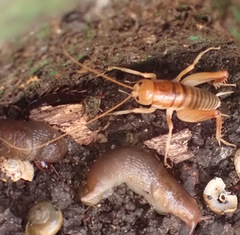 Ceuthophilus californianus