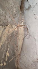 Crossopriza lyoni