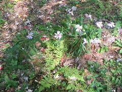 Symphyotrichum retroflexum