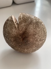 Agaricus deardorffensis