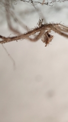 Crossopriza lyoni