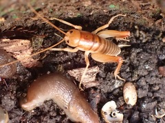 Ceuthophilus californianus