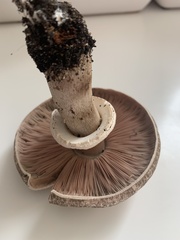 Agaricus deardorffensis