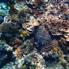 Fimbriaphyllia ancora
