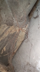 Crossopriza lyoni