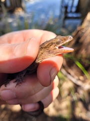 Dactylocnemis pacificus