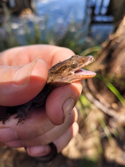 Dactylocnemis pacificus