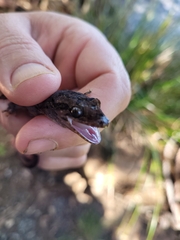 Dactylocnemis pacificus