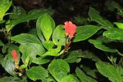 Kohleria inaequalis