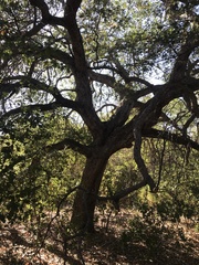 Quercus berberidifolia × lobata