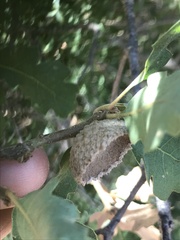 Quercus berberidifolia × lobata