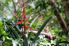 Aechmea bracteata