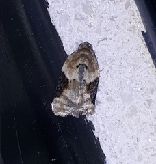 Acleris simpliciana