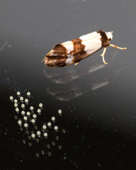 Philenora aspectalella