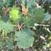 Scrub × Valley Oak - Photo (c) Daniel S. Cooper, some rights reserved (CC BY-NC), uploaded by Daniel S. Cooper