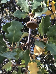 Quercus berberidifolia × lobata