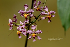 Trichocentrum andrewsiae