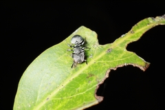 Cephalotes