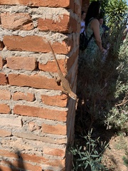 Tropidurus