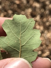 Quercus berberidifolia × lobata