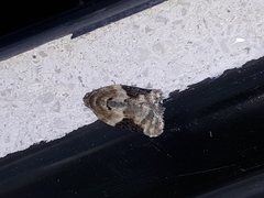 Acleris simpliciana