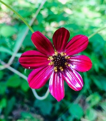Cosmos scabiosoides