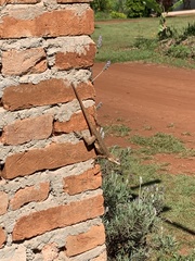 Tropidurus