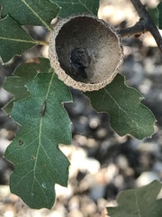 Quercus berberidifolia × lobata