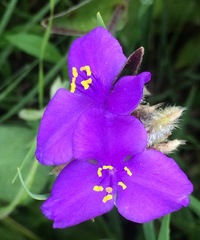Tradescantia crassifolia