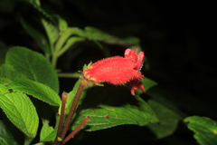 Kohleria inaequalis