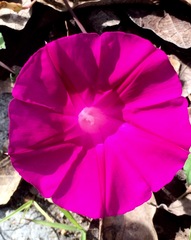 Ipomoea elongata