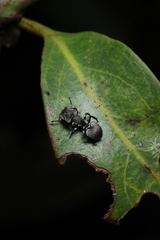 Cephalotes