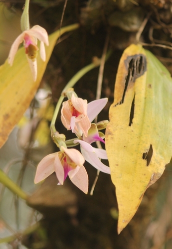 Ancistrochilus rothschildianus image