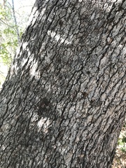 Quercus berberidifolia × lobata