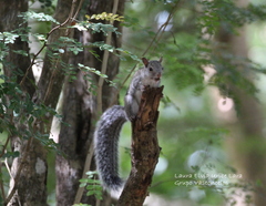 Sciurus yucatanensis