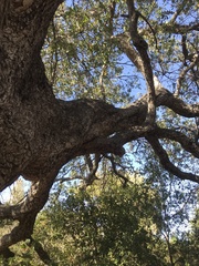 Quercus berberidifolia × lobata