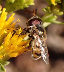 Copestylum marginatum