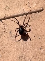 Steatoda bipunctata