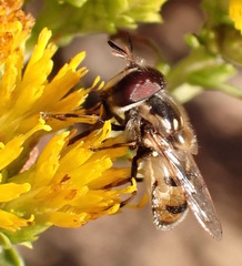 Copestylum marginatum