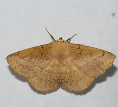 Anthela acuta