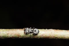 Cephalotes