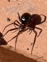 Steatoda bipunctata