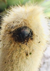 Cactophagus spinolae