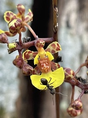 Trichocentrum ascendens