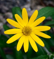 Melampodium montanum