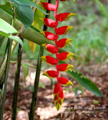 Heliconia rostrata