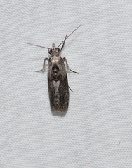 Sciota melanostyla