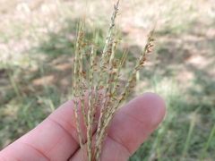 Bothriochloa ischaemum
