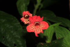 Kohleria inaequalis